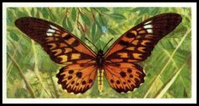 2 Papilio antimachus